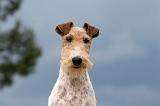 FOX TERRIER 651